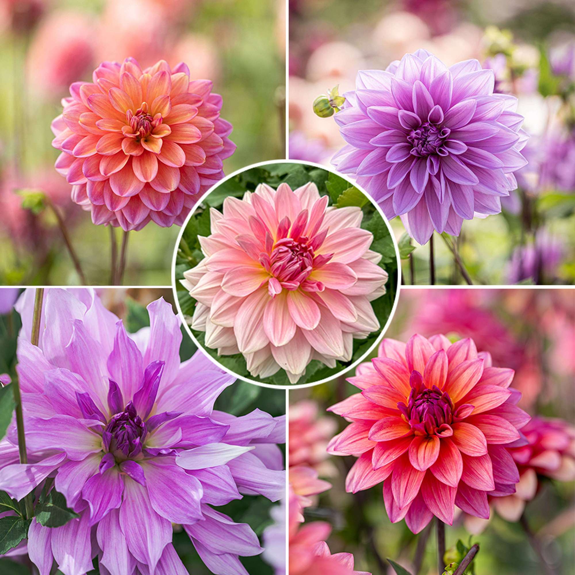 Dahliamix 'Sorbet Symphony'